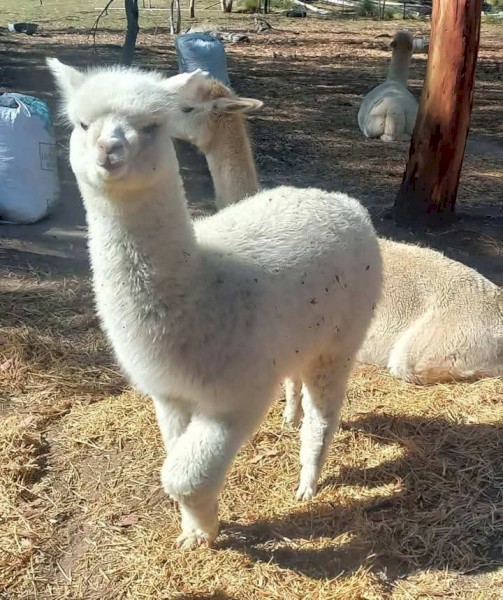 intact male alpaca