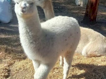 intact male alpaca