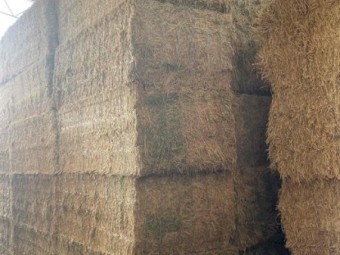 Lucerne Hay 600-650kg 8x4x3 Bales (120 bales remaining)
