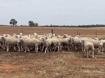 80 Suffolk Rams 
