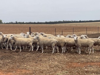 80 Suffolk Rams 