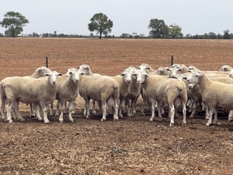 80 Suffolk Rams 