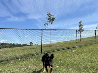 Kelpie x Border Collie