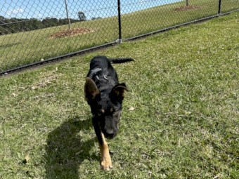 Kelpie x Border Collie