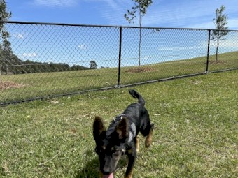 Kelpie x Border Collie