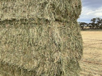 175mt Barley Hay 670kg 8x4x3 Bales