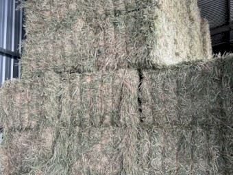 175mt Barley Hay 670kg 8x4x3 Bales