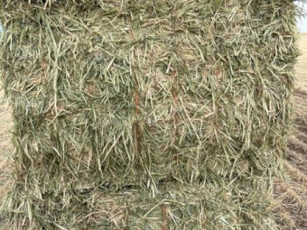 175mt Barley Hay 670kg 8x4x3 Bales