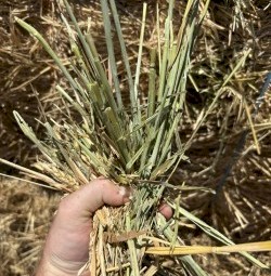 350mt Wheaten Hay 600kg 8x4x3 Bales