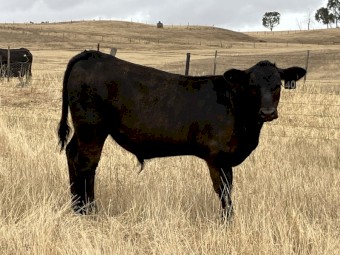 46 Spring drop Angus Steers