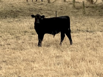 46 Spring drop Angus Steers
