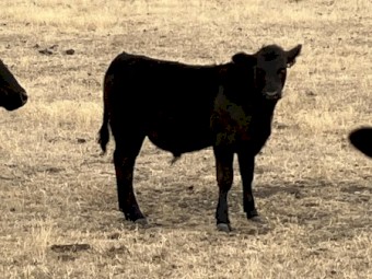 46 Spring drop Angus Steers