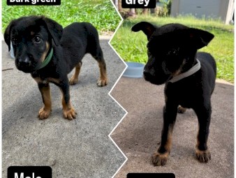Kelpie x collie Pups 