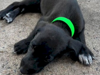 Kelpie x collie Pups 