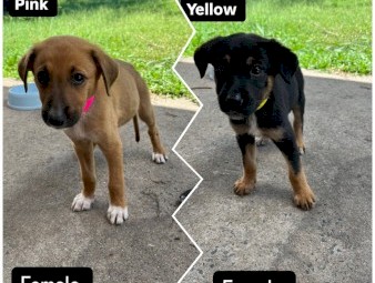 Kelpie x collie Pups 