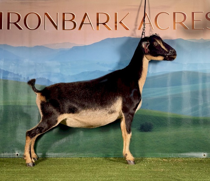 Nigerian Dwarf Miniature Doe 