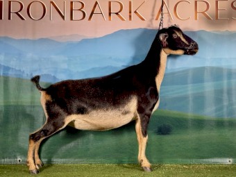 Nigerian Dwarf Miniature Doe 