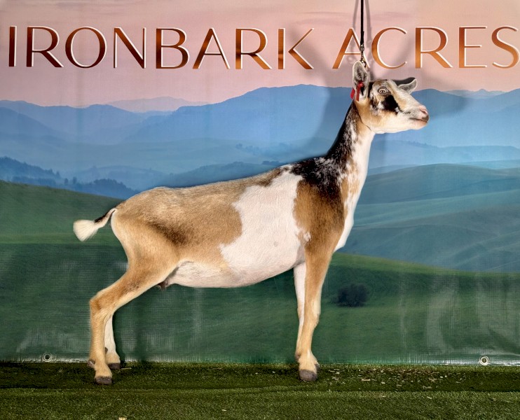 Nigerian Dwarf Miniature milking doe 