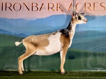 Nigerian Dwarf Miniature milking doe 