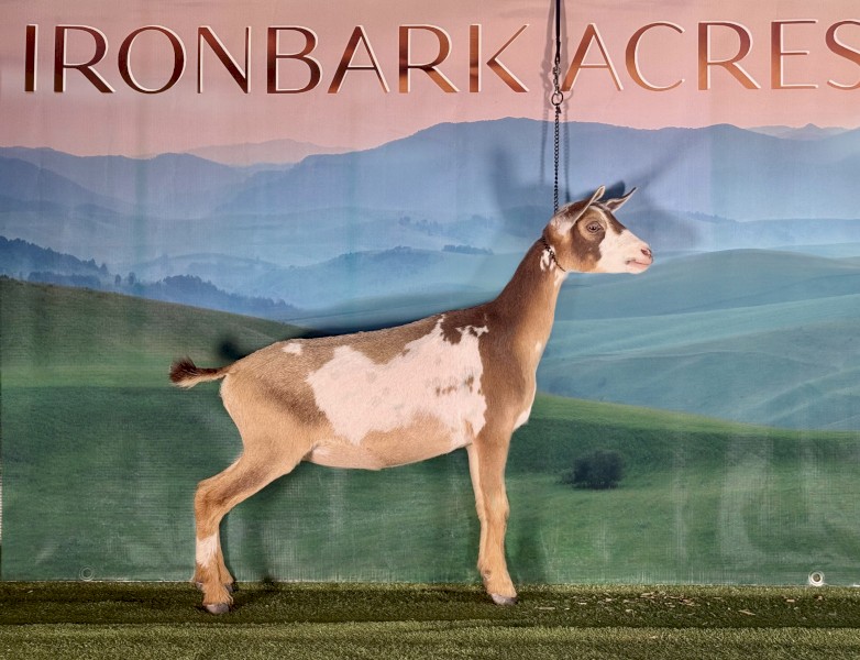  Nigerian Dwarf Miniature Goat - Doe 