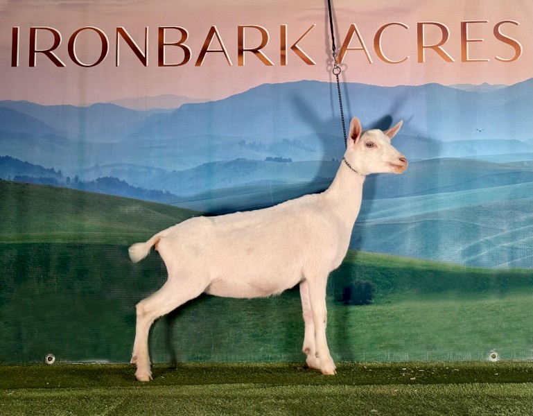 New Genetics! Nigerian Dwarf Doeling 