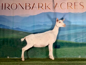 New Genetics! Nigerian Dwarf Doeling 