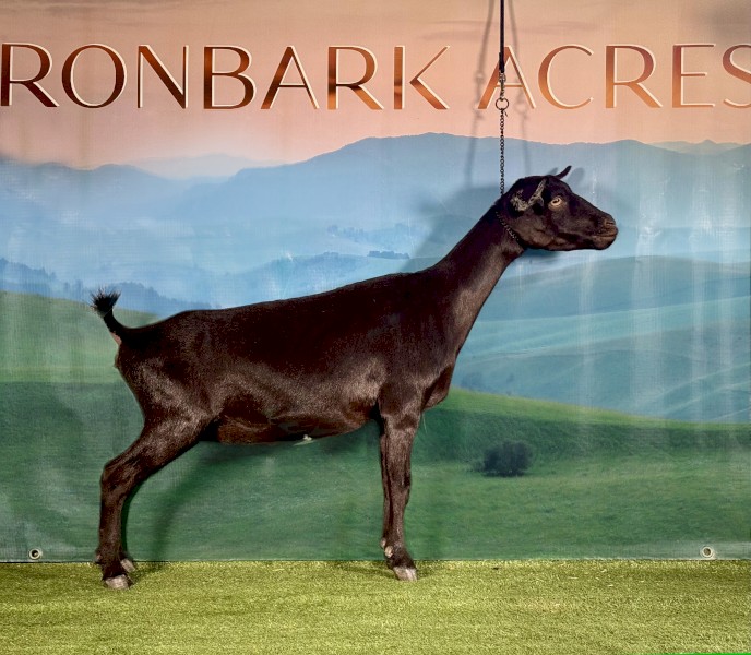 New Genetics Nigerian Dwarf Doe!