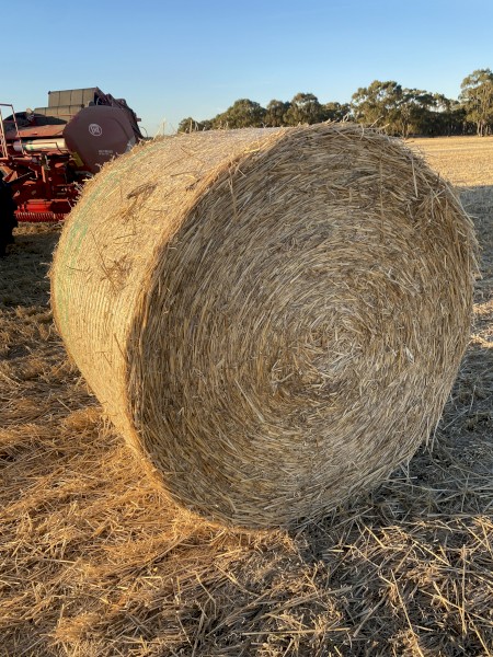 Windrowed Barley Straw Round Bales