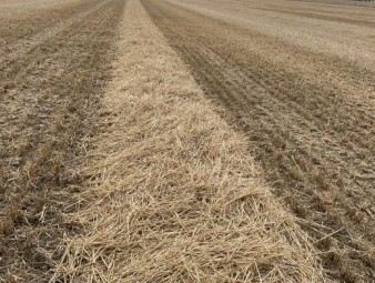Windrowed Barley Straw Round Bales