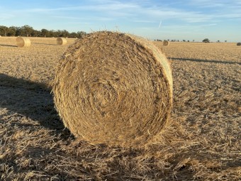 Windrowed Barley Straw Round Bales