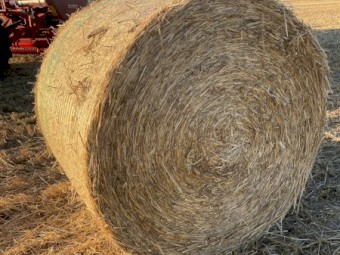 Windrowed Barley Straw Round Bales