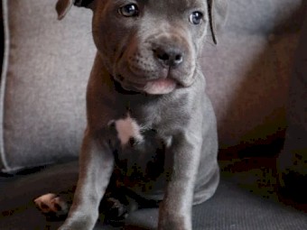 Adorable Golden Retriever Puppies For Sale