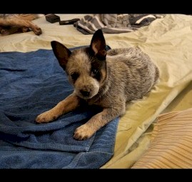 Purebred blue heeler puppies 