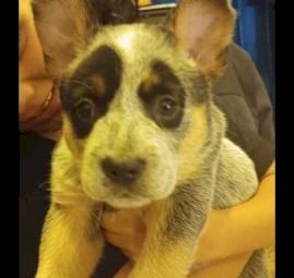Purebred blue heeler puppies 