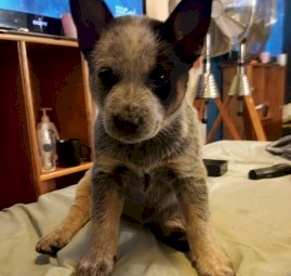 Purebred blue heeler puppies 