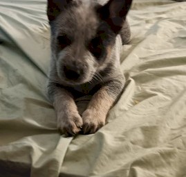 Purebred blue heeler puppies 