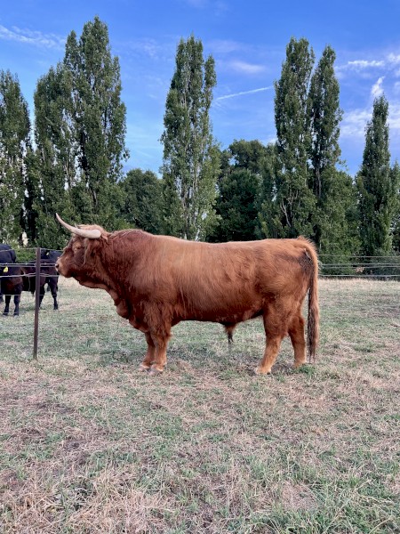 Highland Bull