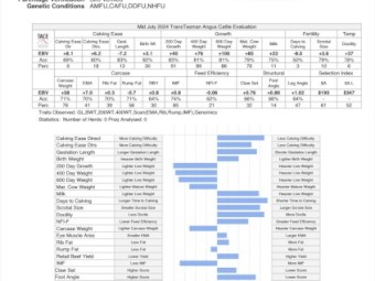 Stud Angus Bull - Heifer EBVs