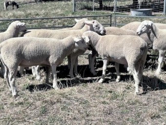 White Suffolk flock rams