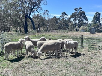 White Suffolk flock rams