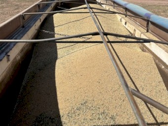 14mt Scepter Wheat Seed