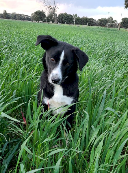 Koolie/ Collie/Kelpie x bitch