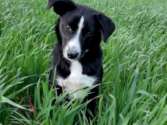 Koolie/ Collie/Kelpie x bitch