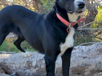 Koolie/ Collie/Kelpie x bitch