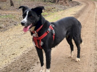 Koolie/ Collie/Kelpie x bitch