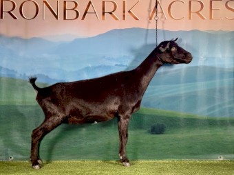 New Genetics 1 year old Nigerian Dwarf Doe! 