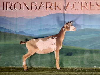 7 month old Nigerian Dwarf Doe! 