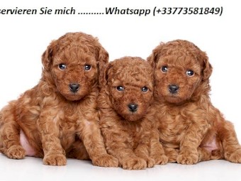 Cavapoo puppies for sale 