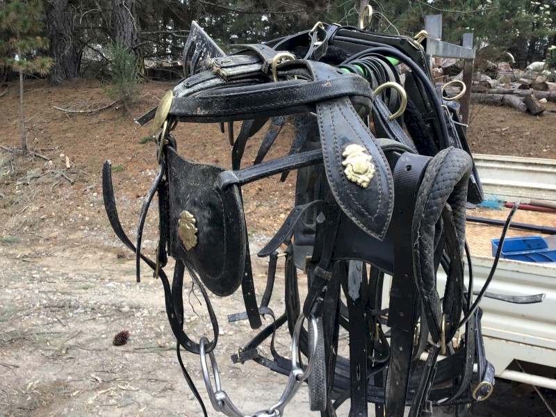 Pony Cart with Harness