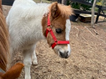 Miniature Colt